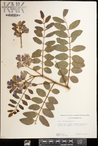 Robinia hispida image