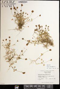 Trifolium carolinianum image