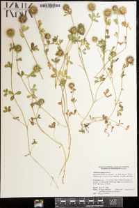 Trifolium lappaceum image