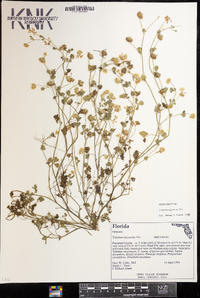 Trifolium nigrescens image