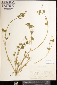 Trifolium resupinatum image