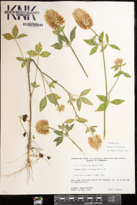 Trifolium vesiculosum image