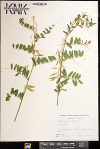 Vicia caroliniana image