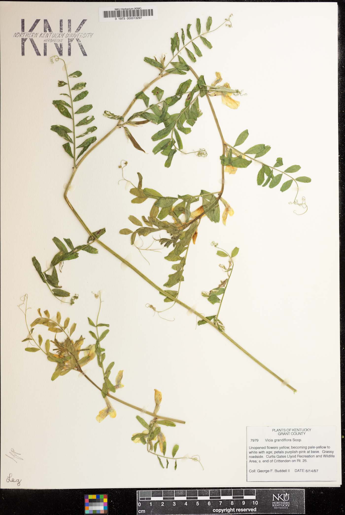 Vicia grandiflora image