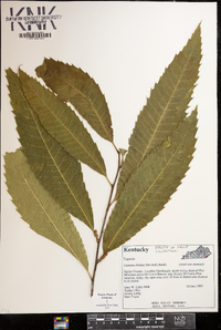 Castanea dentata image