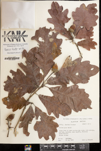 Quercus bicolor image