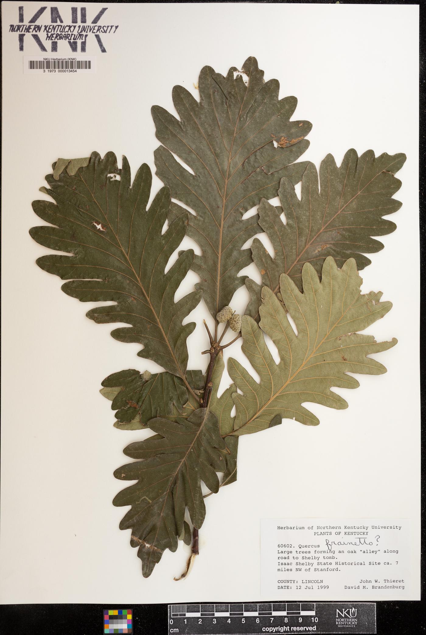Quercus frainetto image