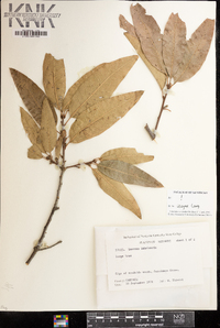 Quercus imbricaria image