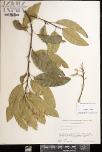 Quercus imbricaria image