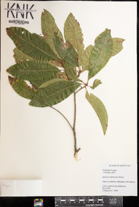 Quercus imbricaria image