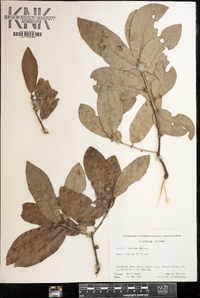 Quercus incana image