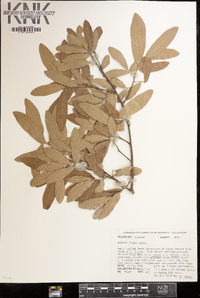 Quercus incana image