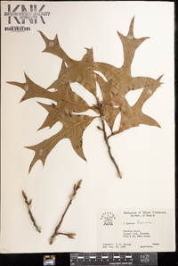 Quercus laevis image