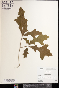 Quercus lyrata image