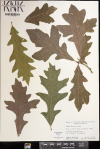 Quercus lyrata image