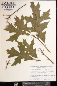 Quercus lyrata image