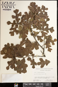 Quercus margarettiae image