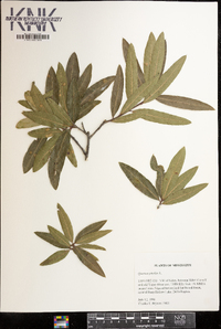 Quercus phellos image