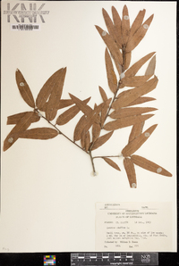 Quercus phellos image