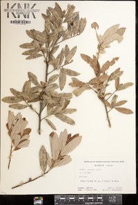 Quercus pumila image