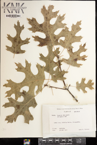 Quercus shumardii image