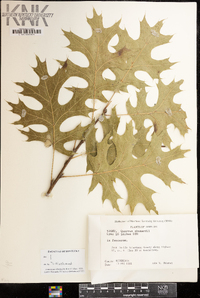 Quercus shumardii image