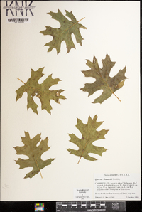 Quercus shumardii image