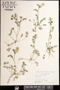 Corydalis flavula image