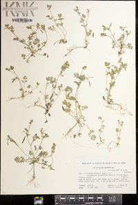 Corydalis flavula image