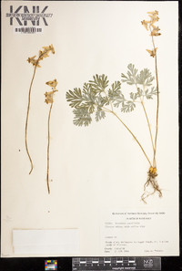 Dicentra cucullaria image