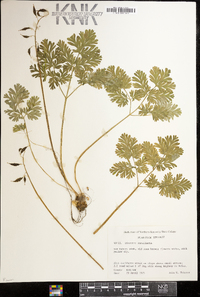 Dicentra cucullaria image