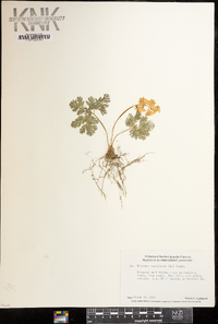 Dicentra cucullaria image