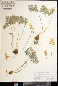 Dicentra cucullaria image