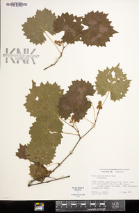 Vitis rotundifolia image