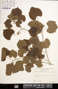 Vitis rotundifolia image