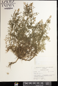 Fumaria officinalis image