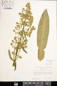 Frasera caroliniensis image