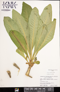 Frasera caroliniensis image