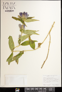 Gentiana andrewsii image