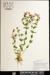 Sabatia angularis image