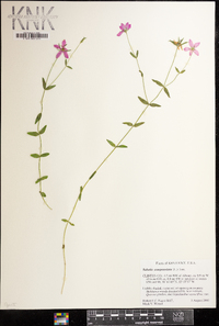 Sabatia campanulata image