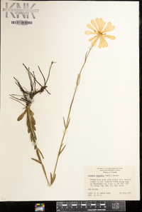 Sabatia decandra image