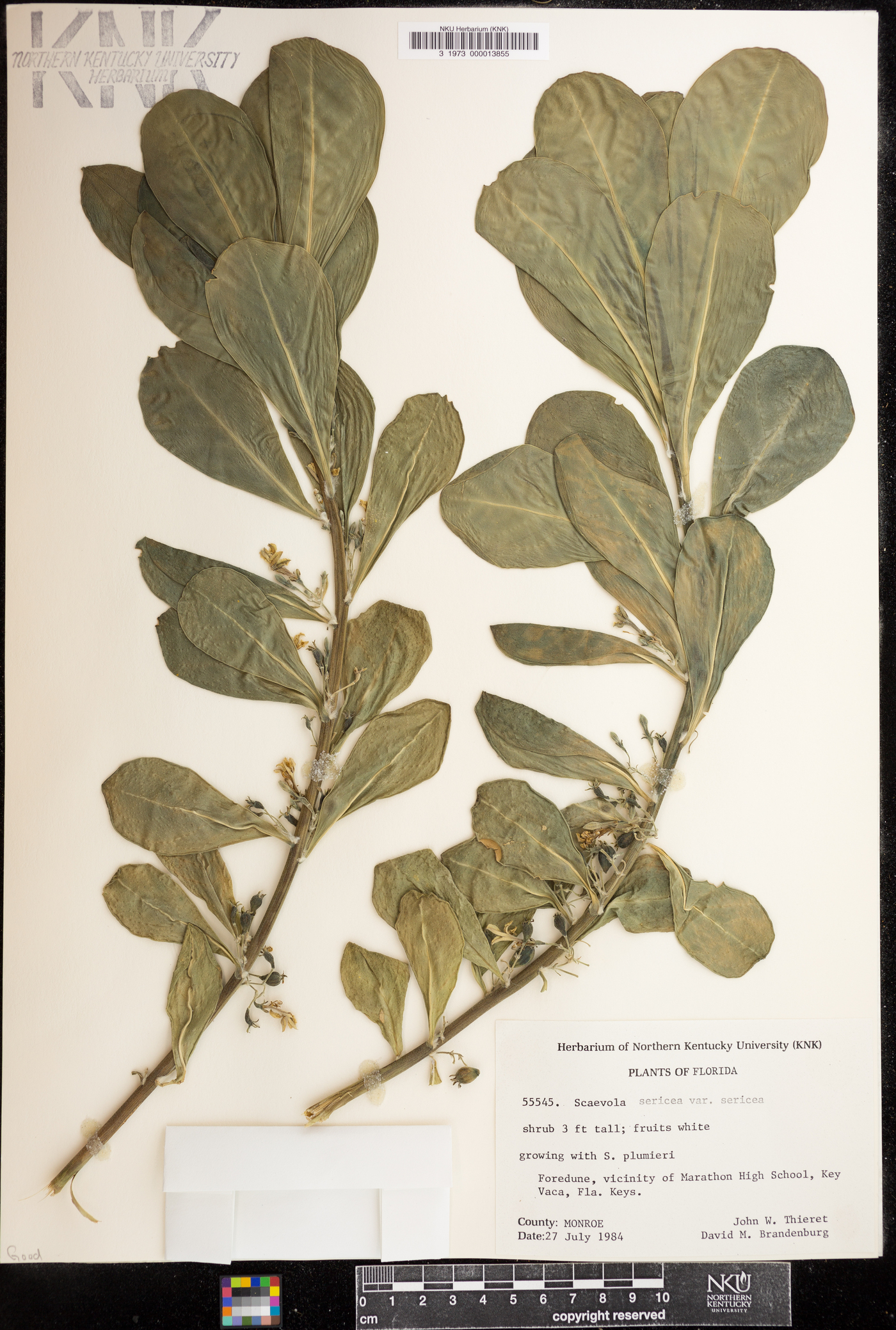 Scaevola sericea var. sericea image