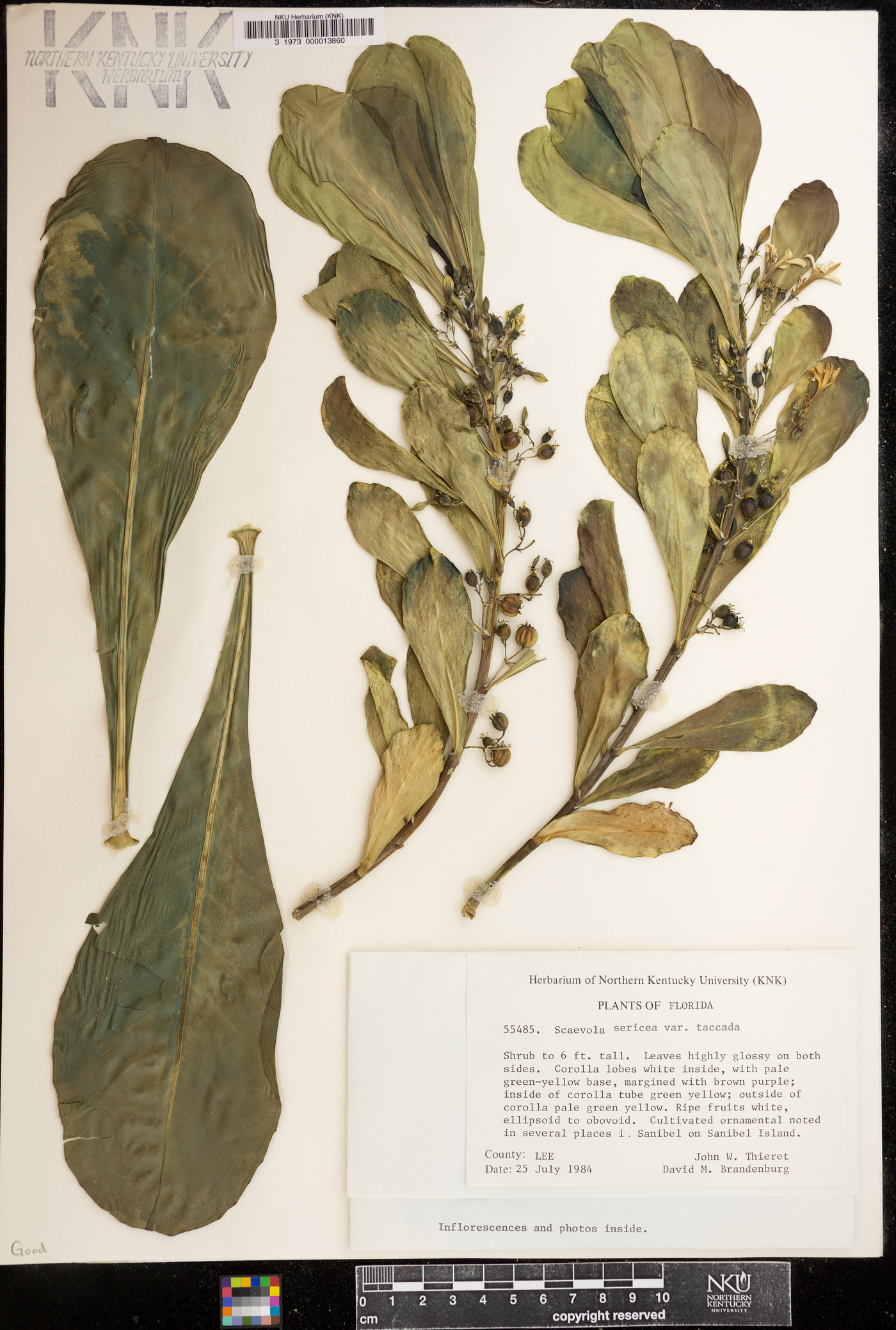 Scaevola sericea var. taccada image