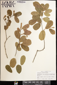 Fothergilla gardenii image