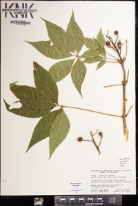 Aesculus glabra image