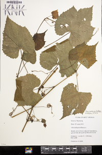 Vitis cinerea image