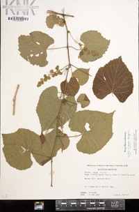 Vitis cinerea image