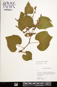 Vitis cinerea image