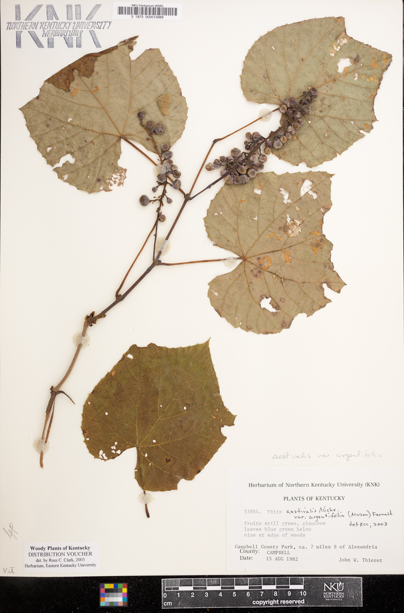 Vitis aestivalis var. argentifolia image